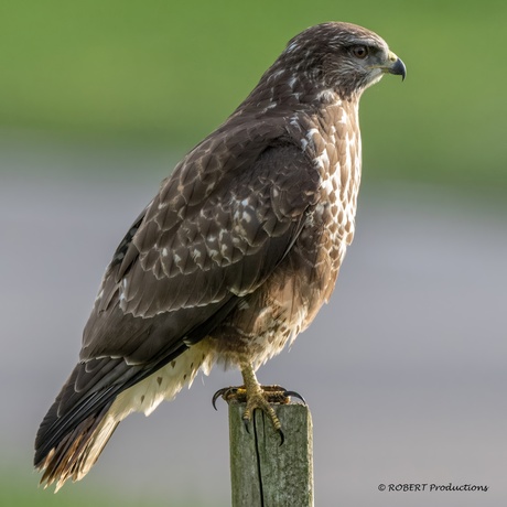 Buizerd