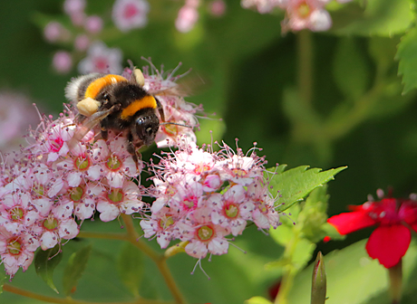 Tuinfoto / hommel