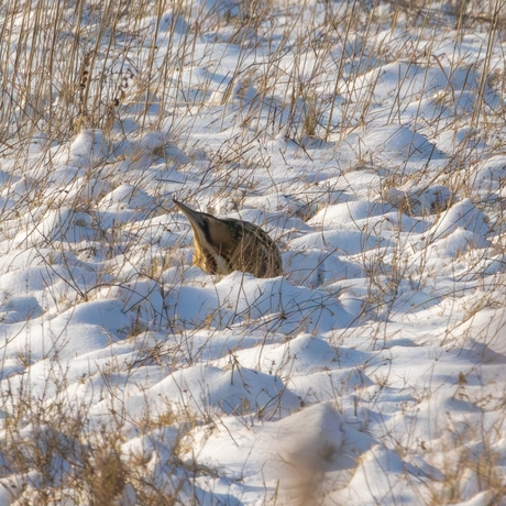 Roerdomp in de sneeuw. 