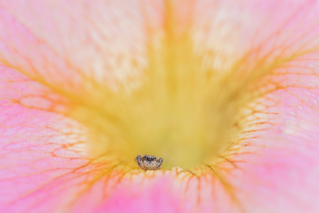 Springspin in kleurrijk decor petunia bloem