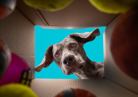 Happy Birthday Lily!