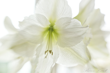 Amaryllis