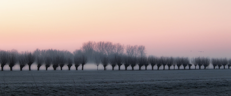 Knotwilgen in de mist