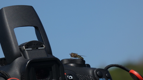 the photographer