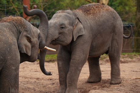 de stoeide olifanten van blijdorp