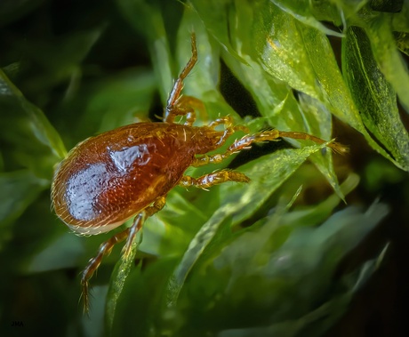Roofmijt Mesotigmata.