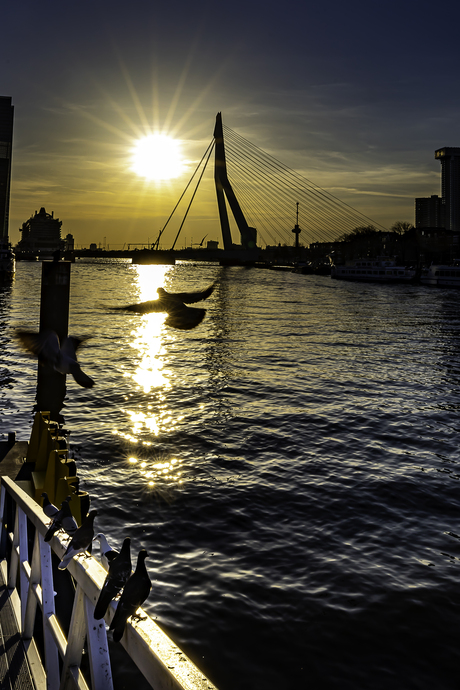 Zonsondergang Erasmusbrug