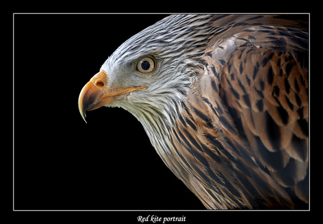 Red kite portrait