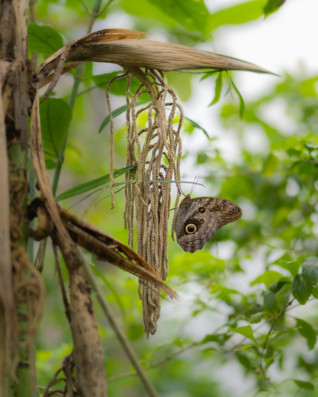 De uilvlinder (Caligo eurilochus)