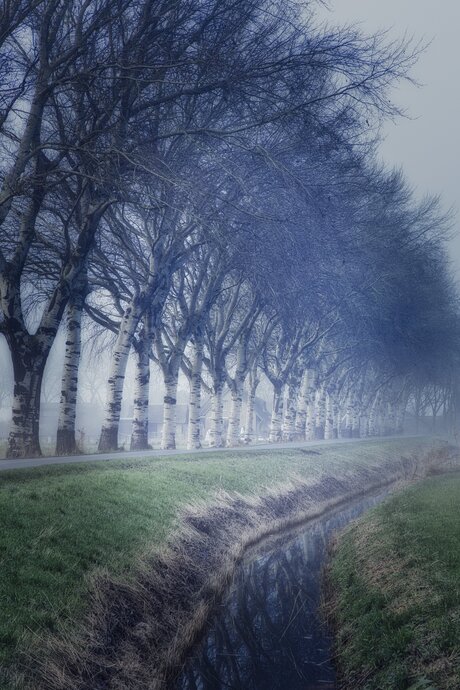 Platanen in de polder