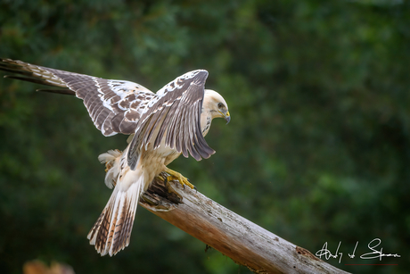 buizerd