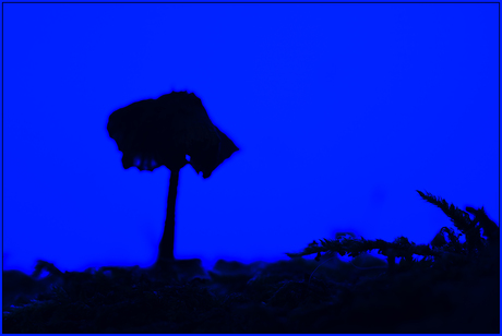 paddestoel blauw uitgelicht 