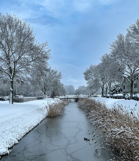Winter langs de sloot