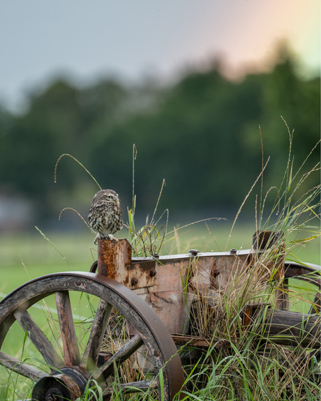 steenuil met regenboog