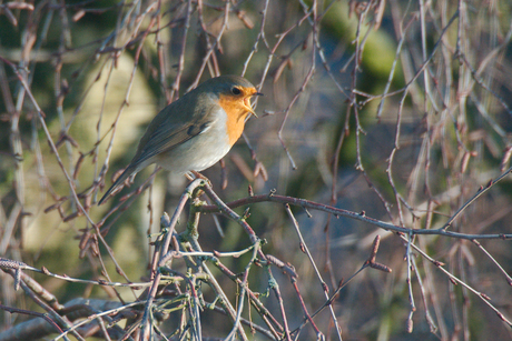 Trump, the robin