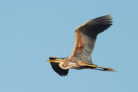 Purperreiger