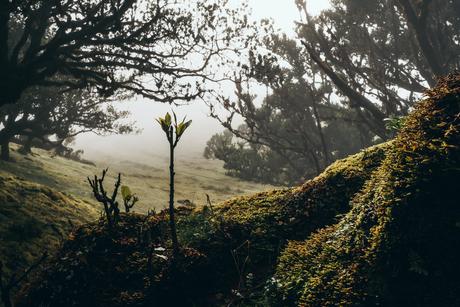 Fanal forest Madeira
