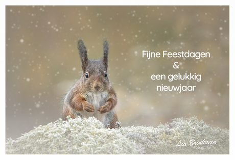 Fijne feestdagen