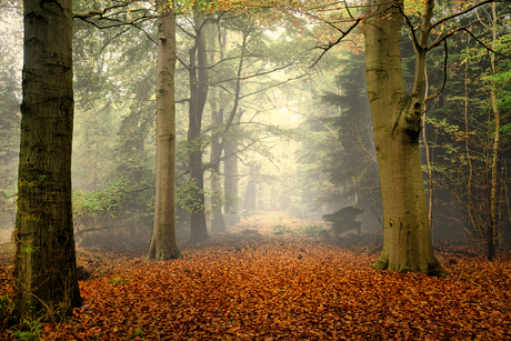 natuurgebied de Moeren
