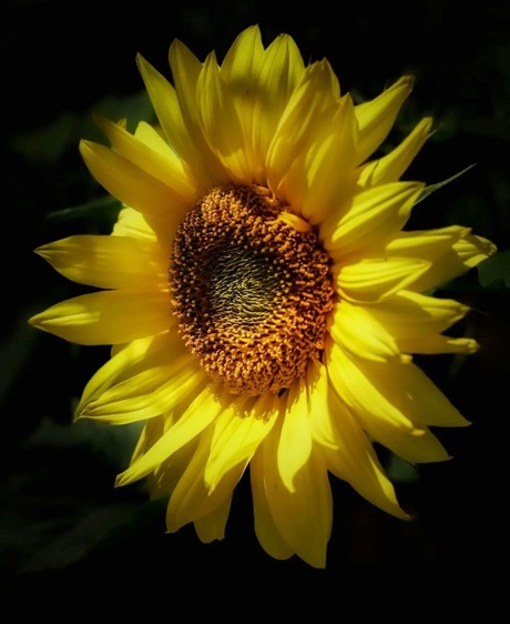 Power flower 