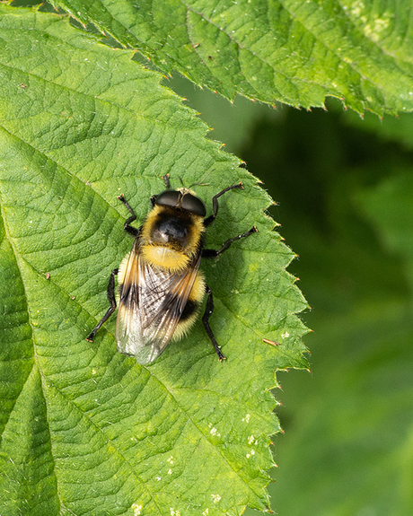 Hommelreus.