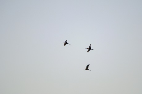 3 grutto's