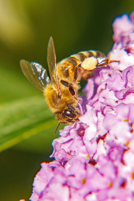 Honingbij op vlinderstruik