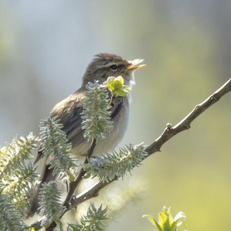 Vogeltje in het tegenlicht - 1