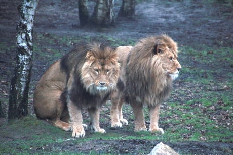 gebroeders leeuw