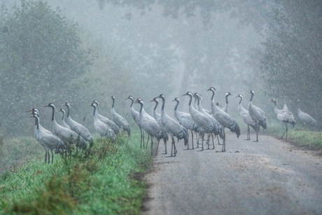 Kraanvogels  in de mist