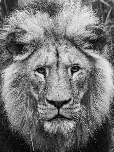 Leeuw in zwart/wit