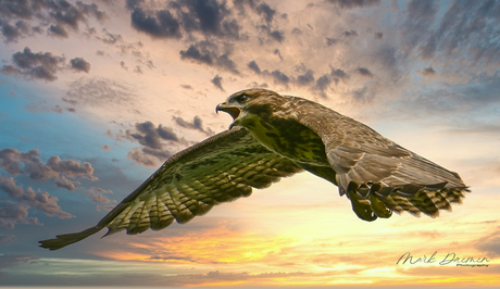 Buizerd by Sunset