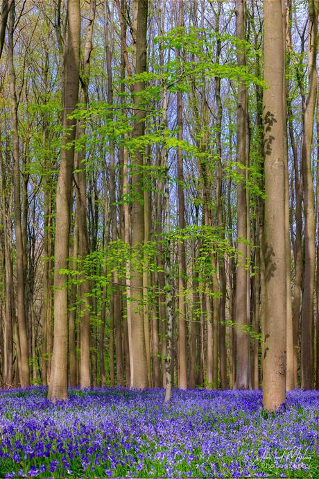 Bomen krijgen blaadjes