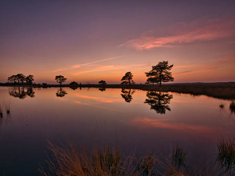 Dwingelderveld