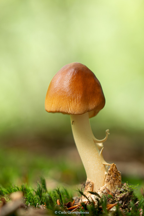 roodbruine slanke amaniet