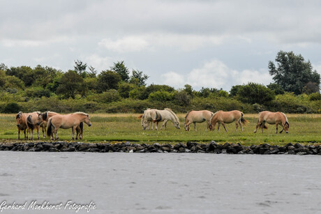 Fjordenpaarden