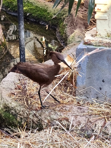 Nestje bouwen