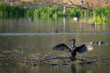 Dirigent Aalscholver