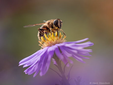 Zweefvlieg bereikt doel