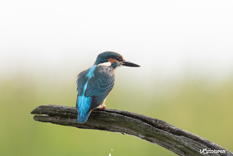 ijsvogel