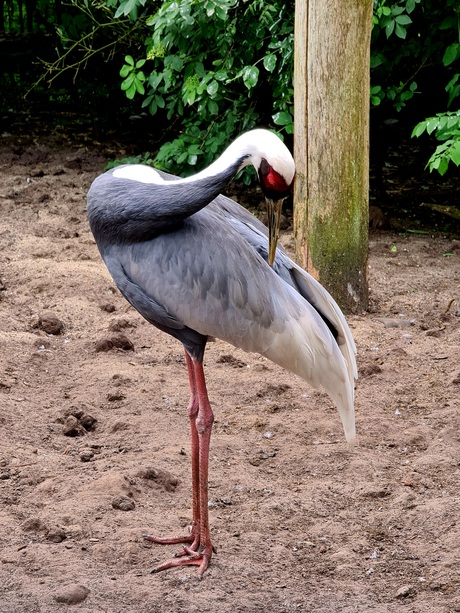 Vogeltje?