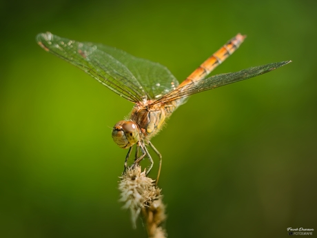 Steenrode Heidelibel in close-up.