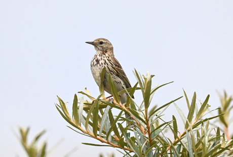 Graspieper op struik