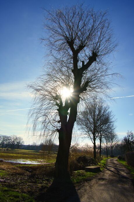 Boom met Zon op achtergrond