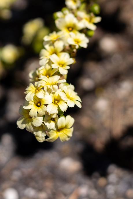 Geel bloemenpracht