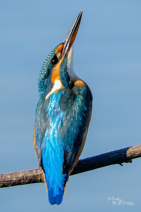 Ijsvogel oelemars