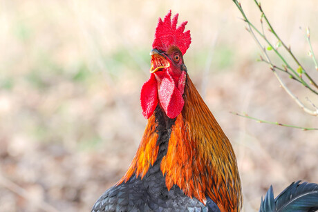 haantje de v........