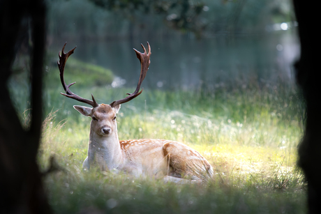 Hert in de Amsterdamse waterleiding duinen