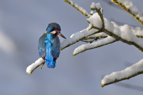 ijsvogel