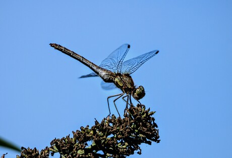 Stuck in the Middle With You